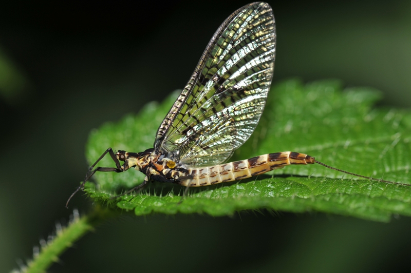 Ephemera vulgata?